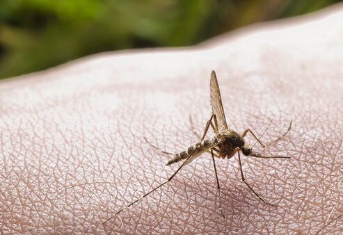 mușcătura de țânțar ca cauză a infestării paraziților