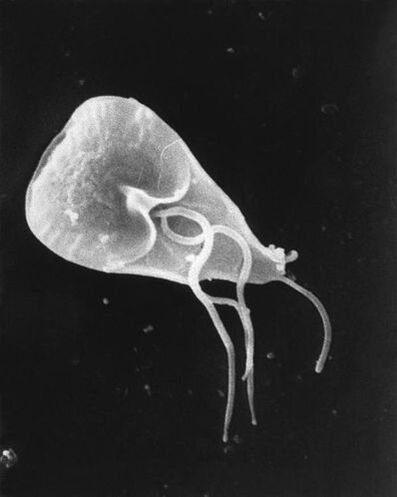 lamblia - un gen de paraziți protozoare flagelați